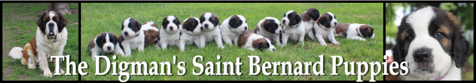 The Digman's Saint Bernard Puppies